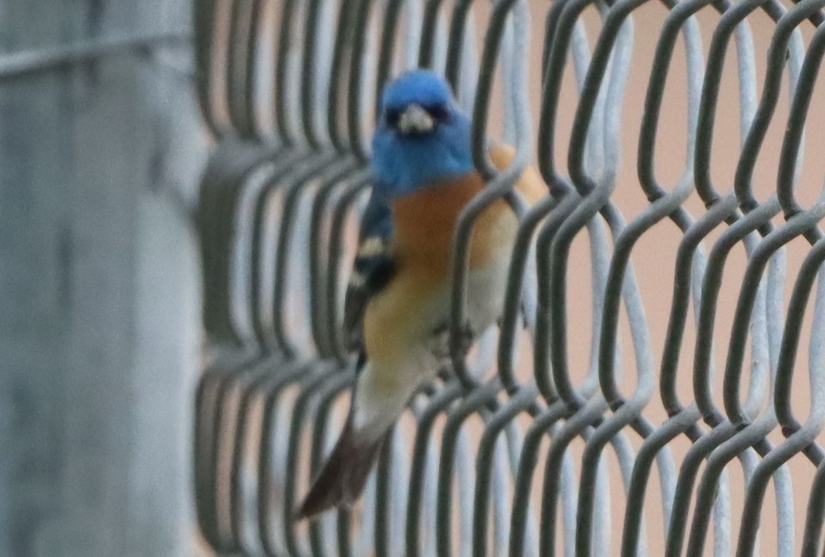 Lazuli Bunting - ML634545818