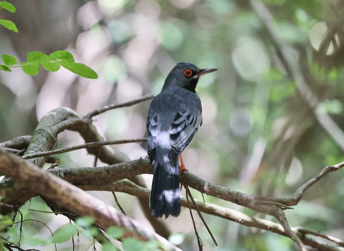Red-legged Thrush - ML634545832