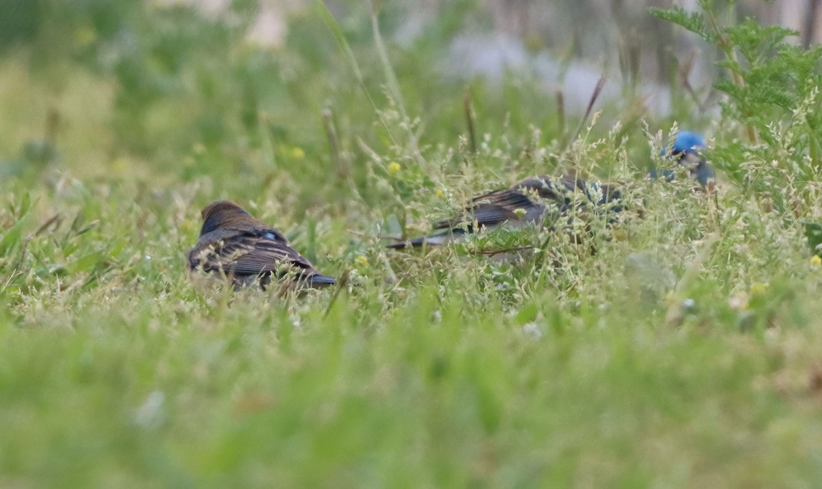 Lazuli Bunting - ML634545835