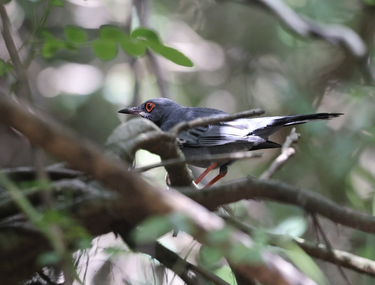 Red-legged Thrush - ML634545852