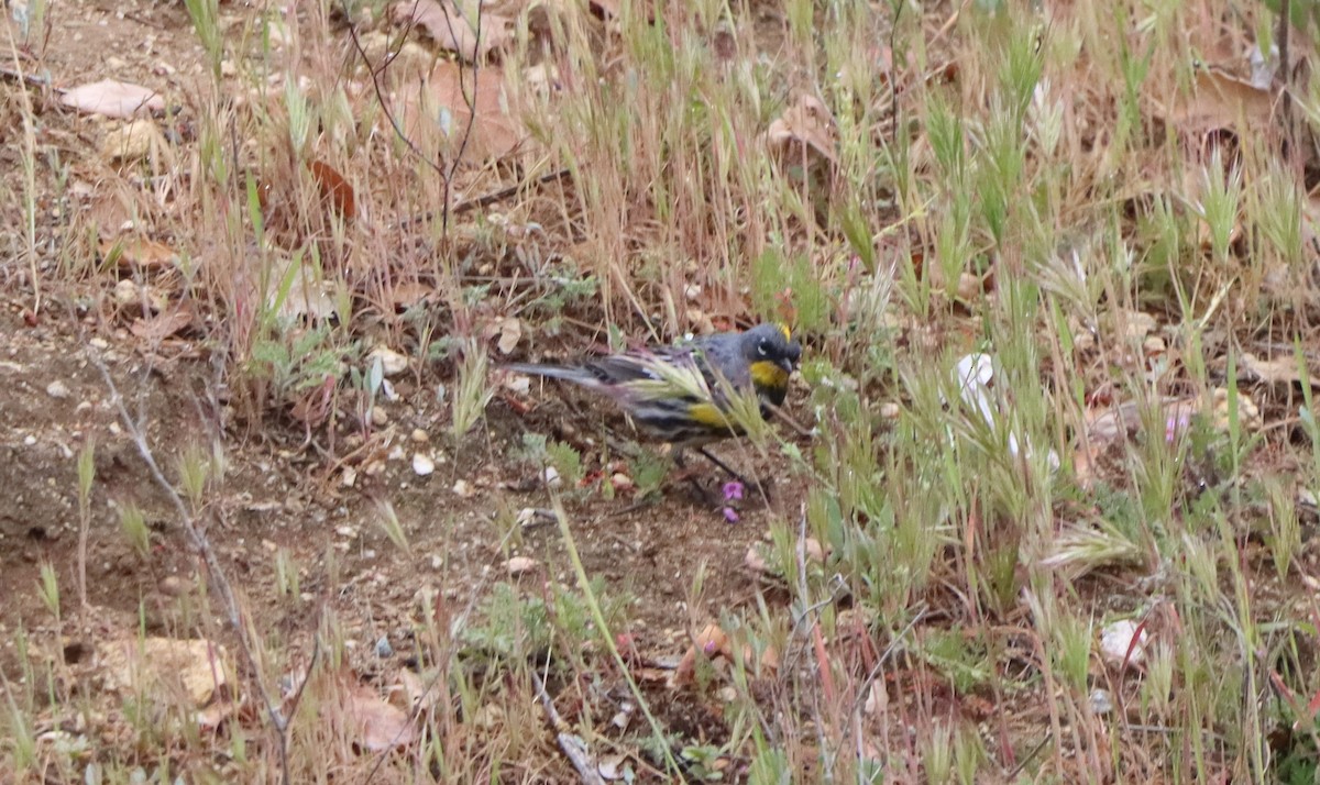 Yellow-rumped Warbler - ML634545864