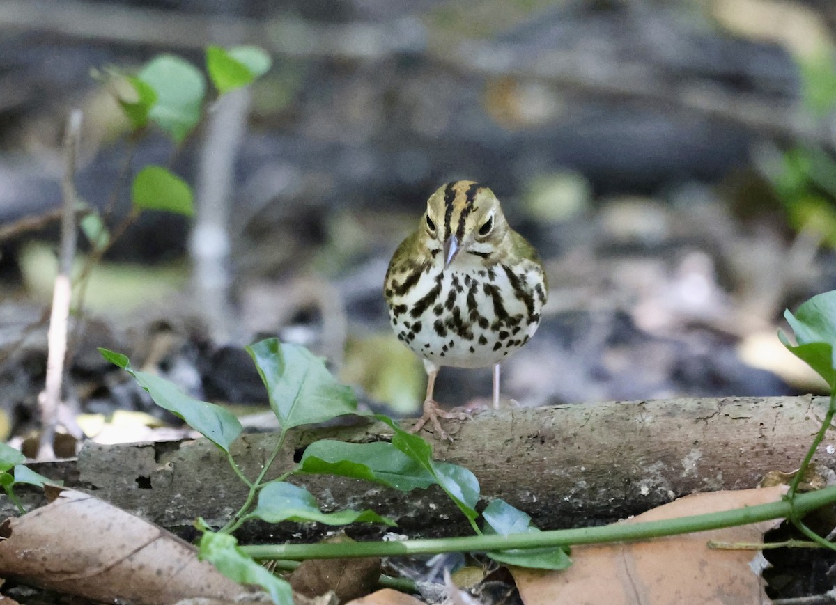 Ovenbird - ML634545866