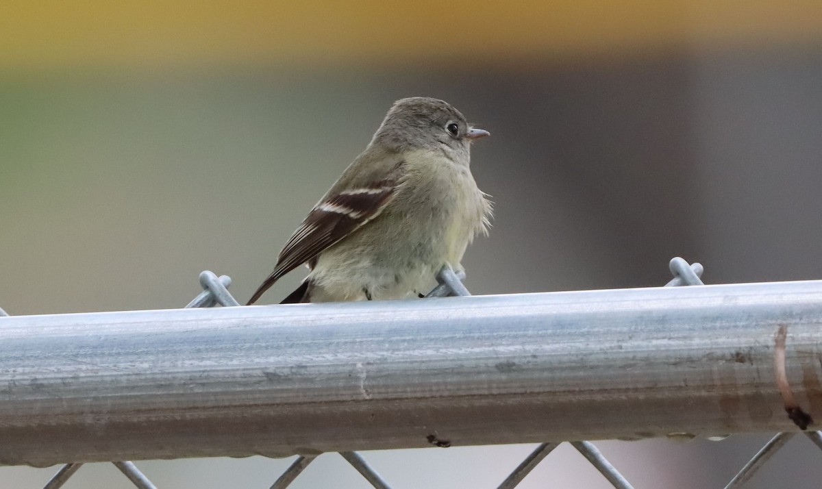 Hammond's Flycatcher - ML634545888