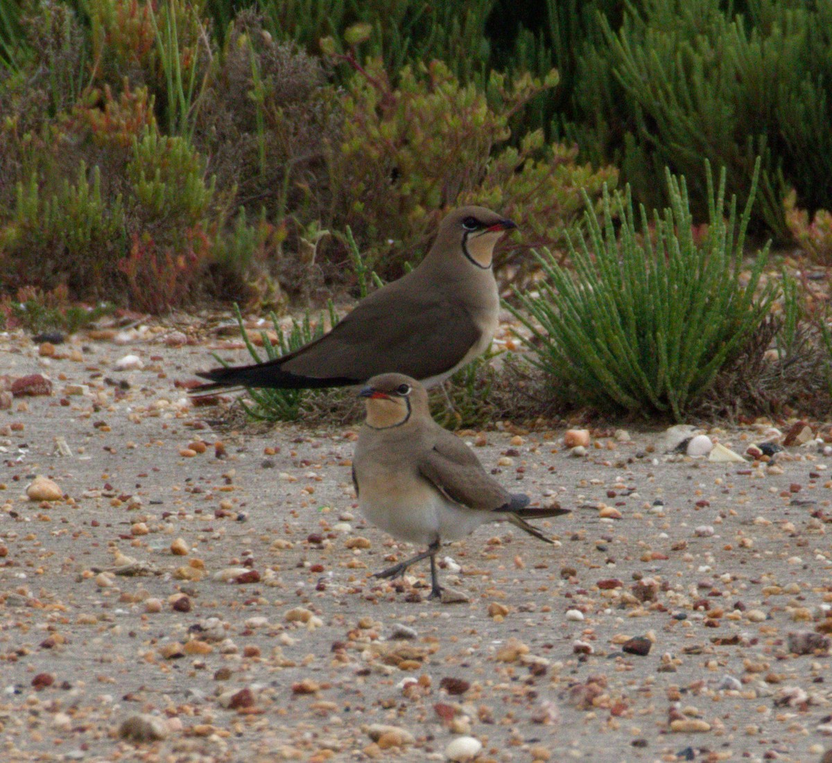 Луговая тиркушка - ML634545900