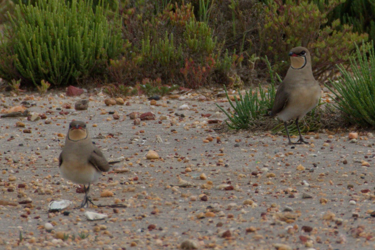 Луговая тиркушка - ML634545901