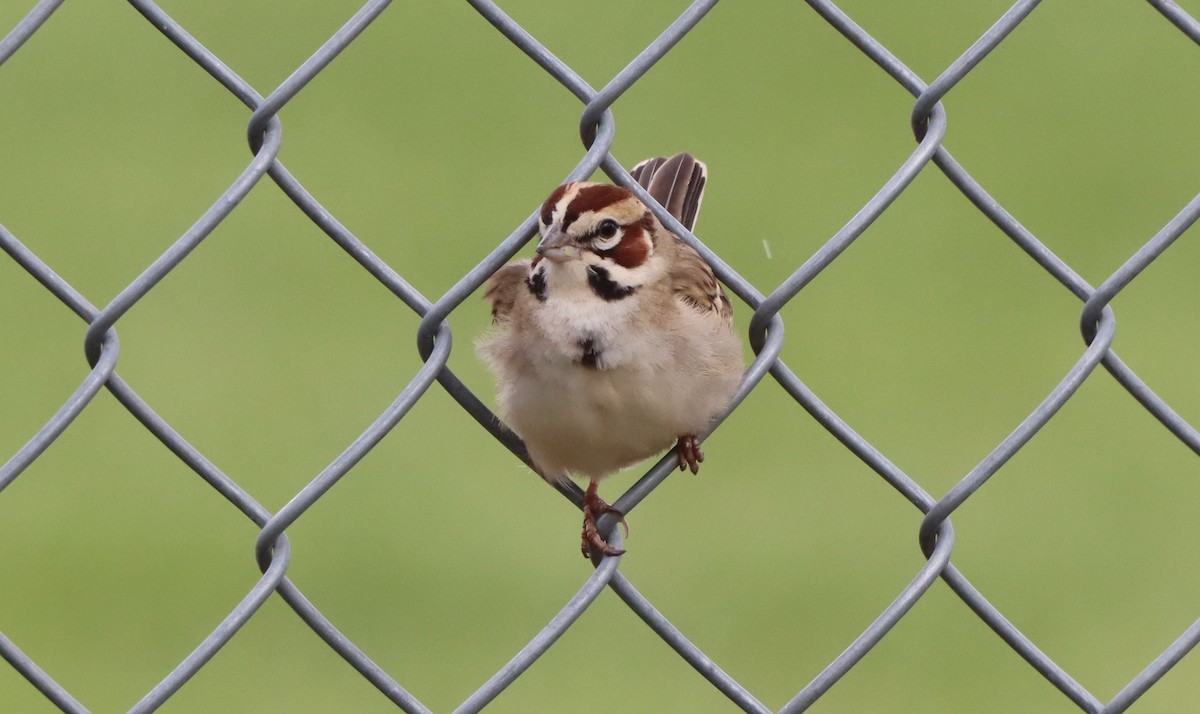 Lark Sparrow - ML634545915