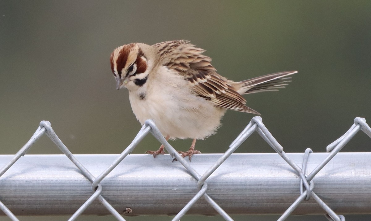 Lark Sparrow - ML634545940
