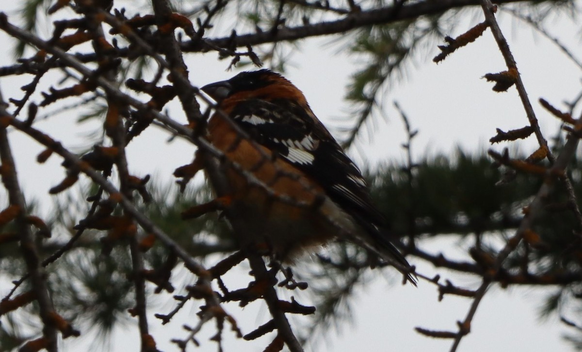 Black-headed Grosbeak - ML634545975