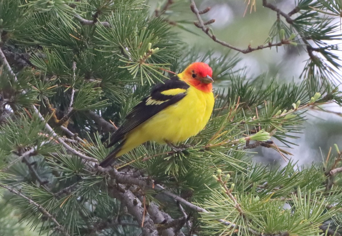 Western Tanager - ML634545990
