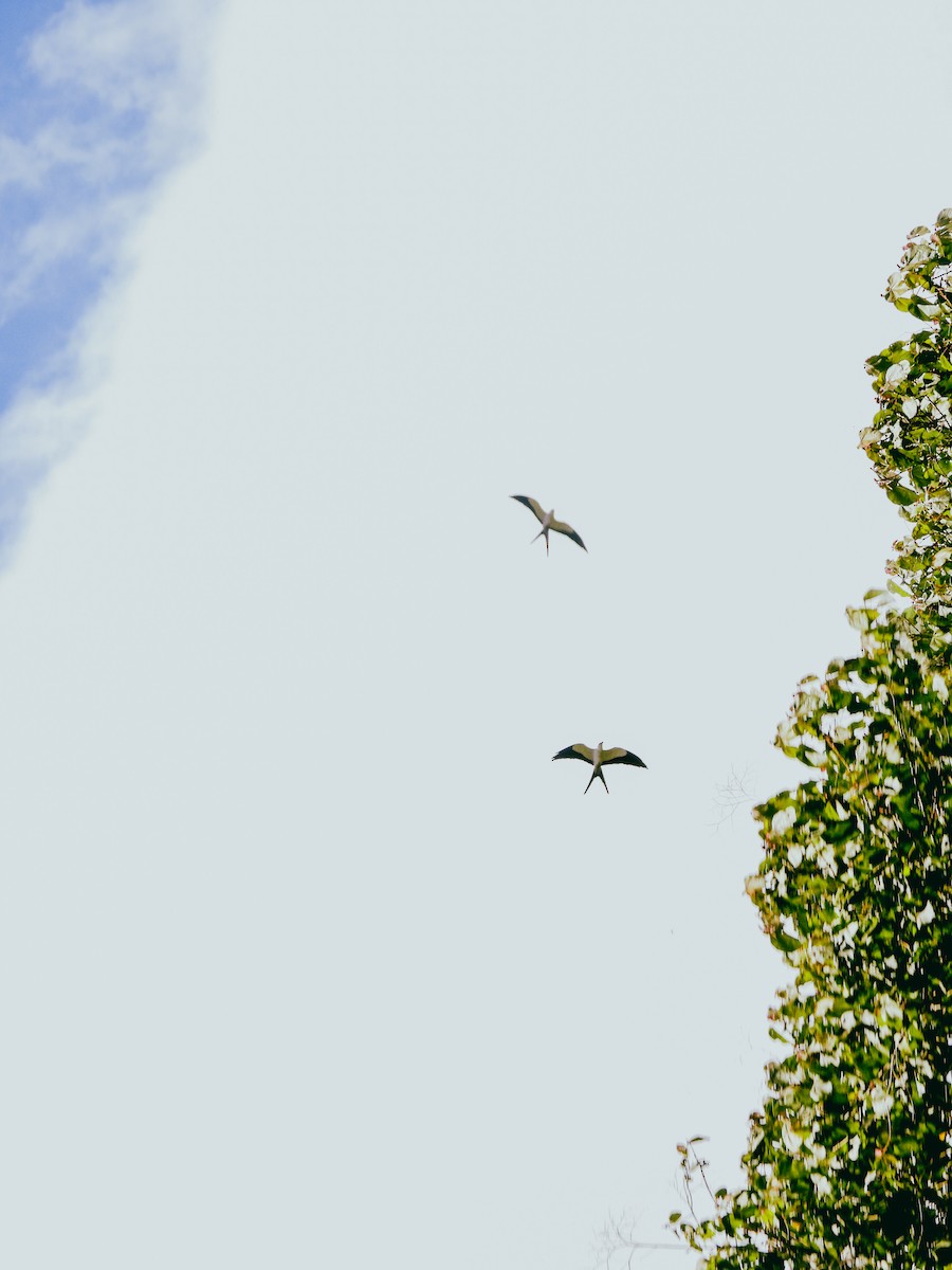 Swallow-tailed Kite - ML634546007