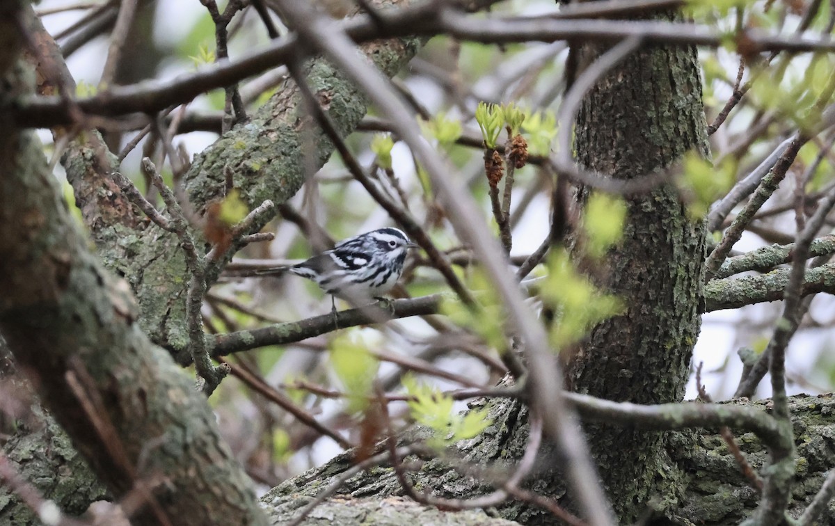 Black-and-white Warbler - ML634546011