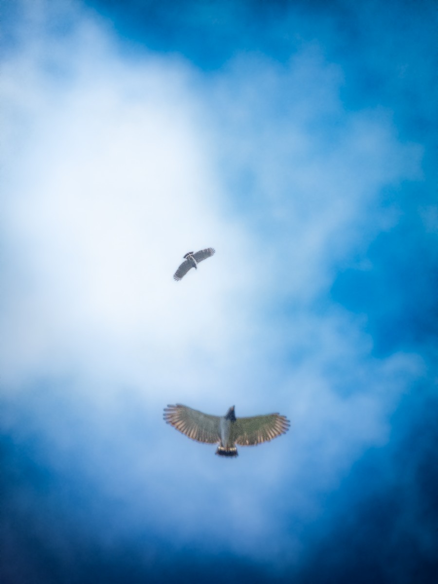 Barred Hawk - ML634546027