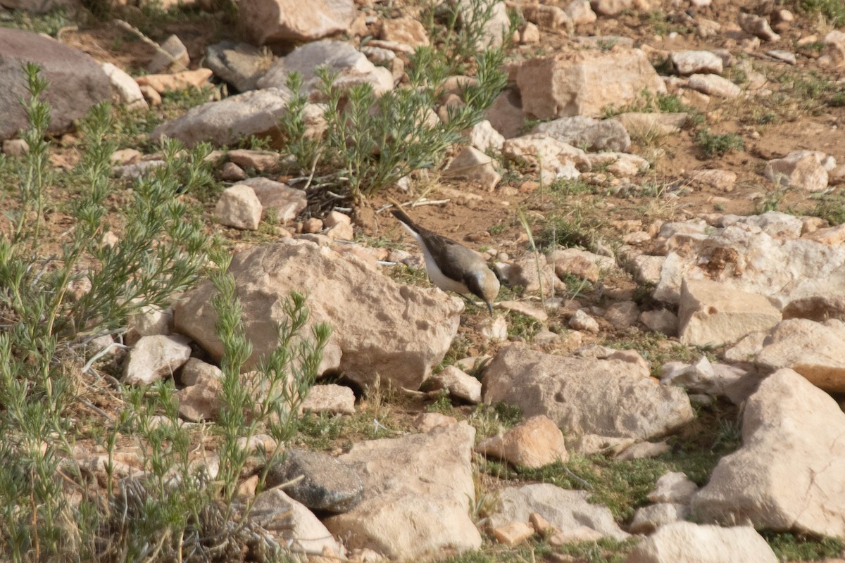 Mourning Wheatear (Maghreb) - ML634546066