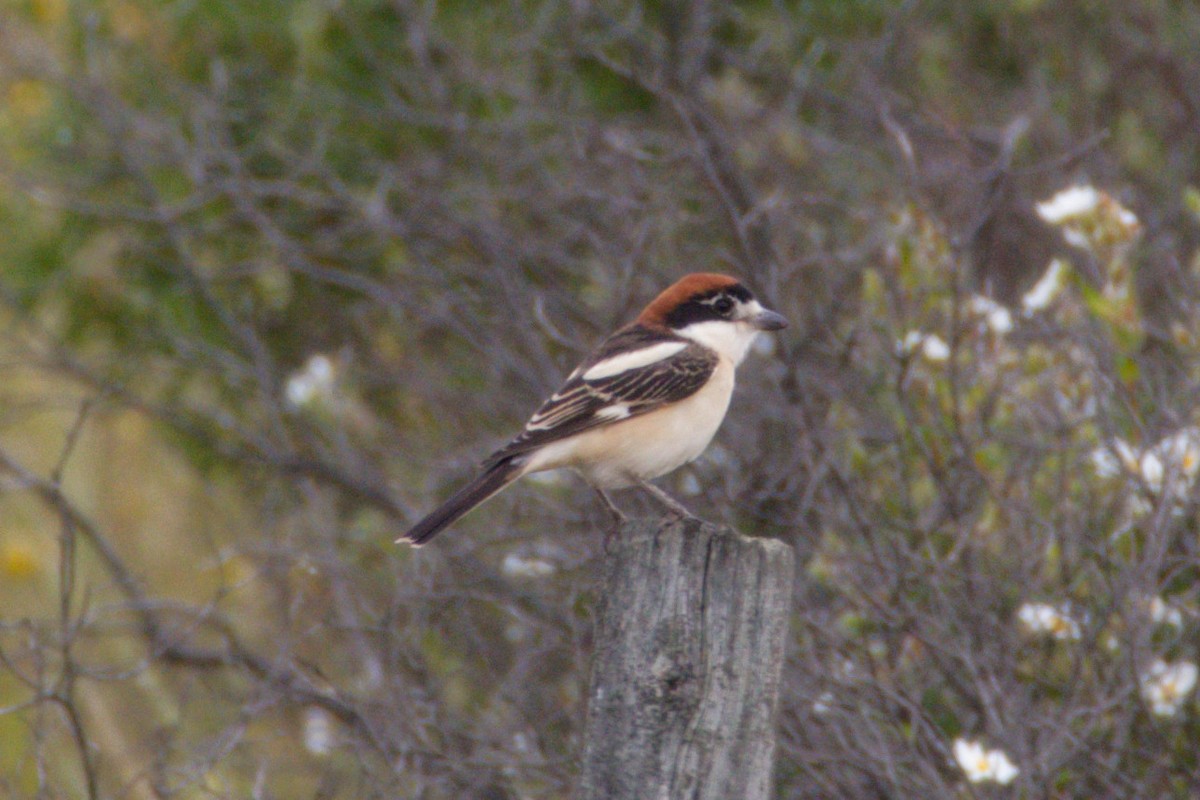 Woodchat Shrike - ML634546094