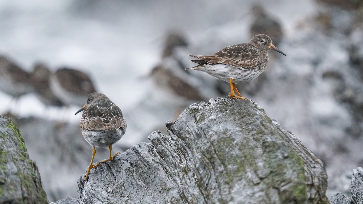 Purple Sandpiper - ML634546103