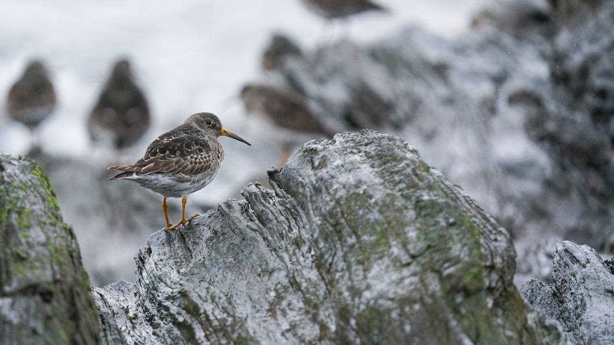 Purple Sandpiper - ML634546104