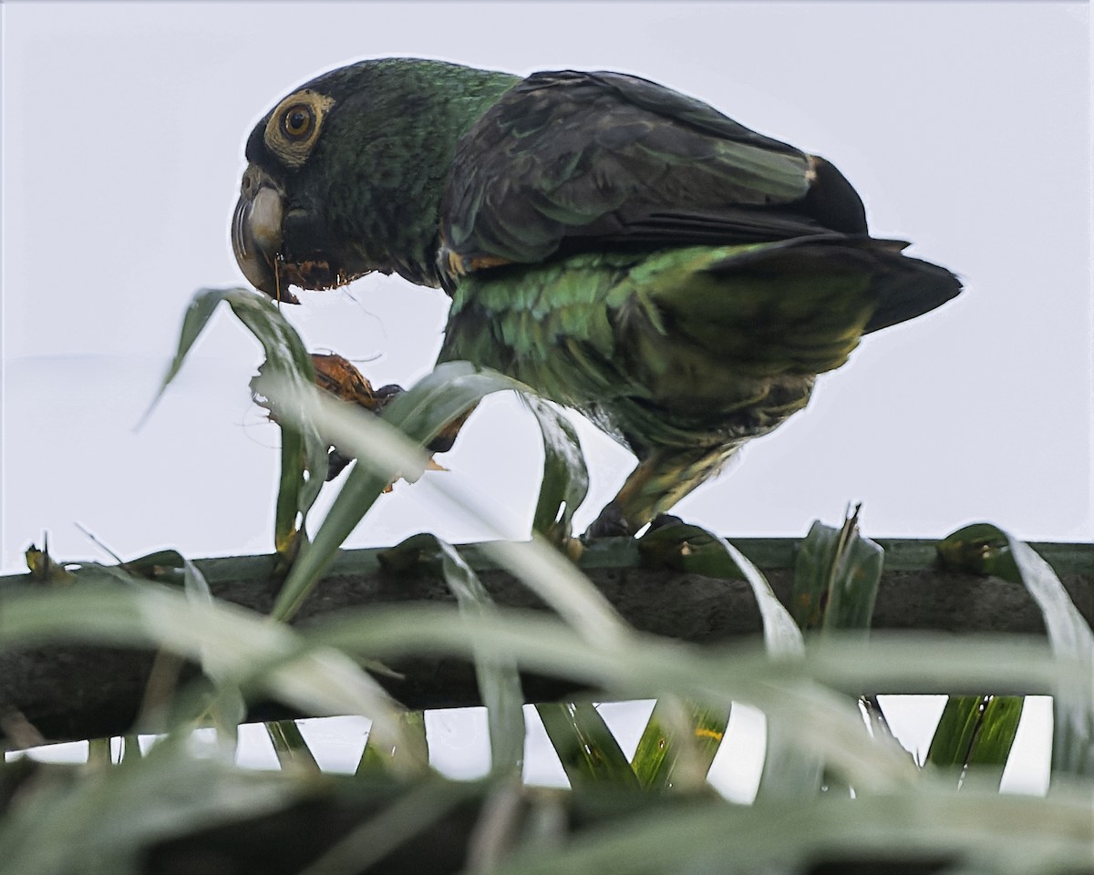 Red-fronted Parrot (Guinean) - ML634546216