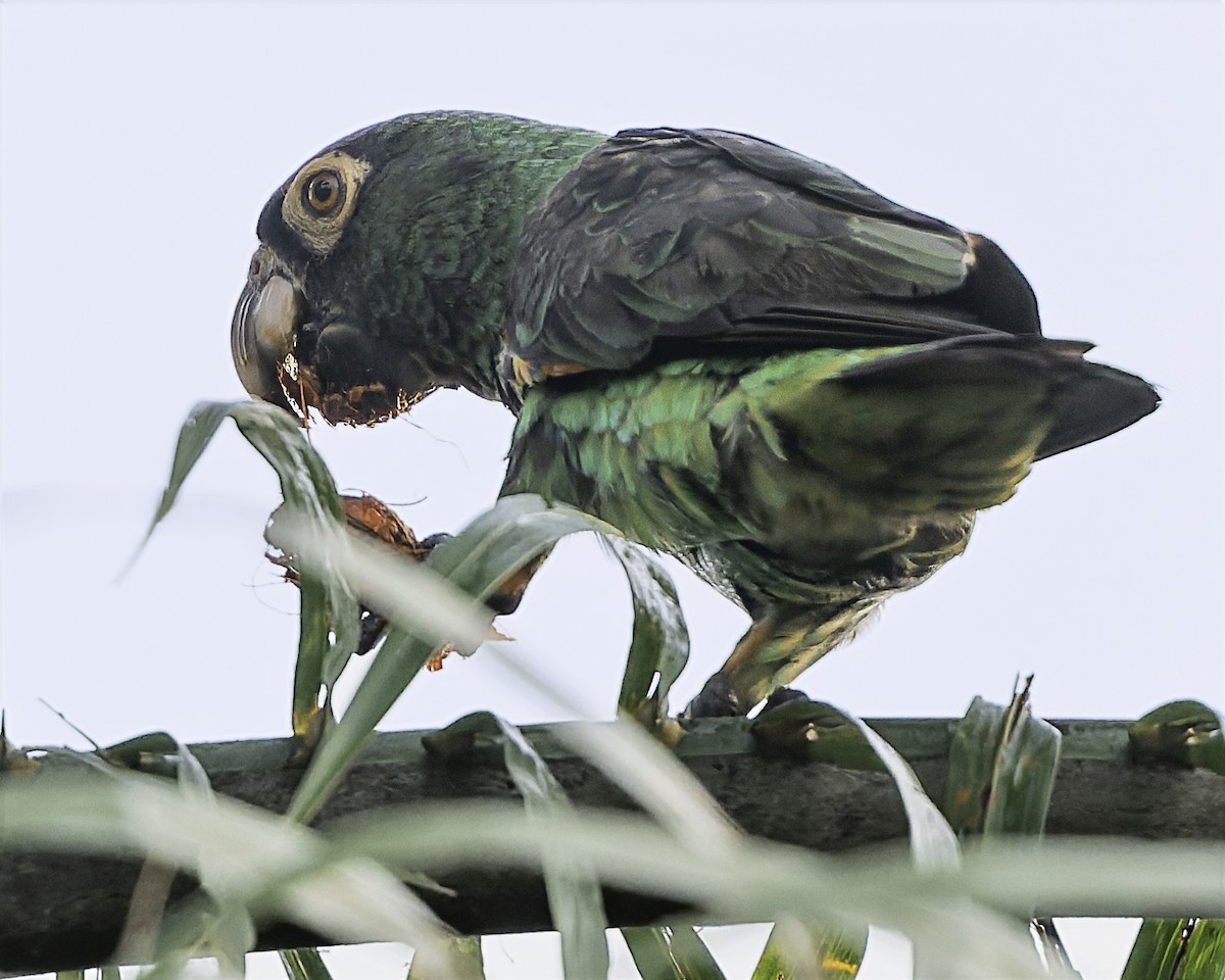 Red-fronted Parrot (Guinean) - ML634546217