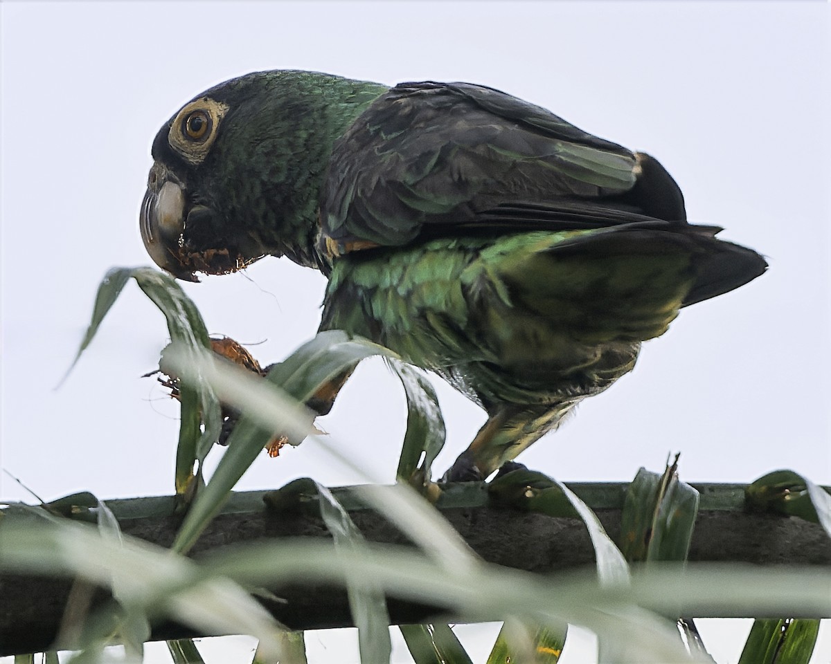 Red-fronted Parrot (Guinean) - ML634546218