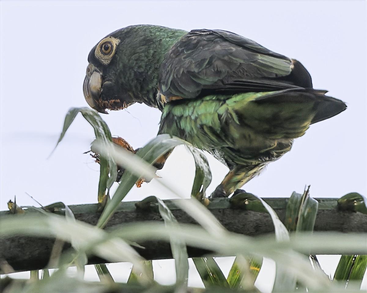 Red-fronted Parrot (Guinean) - ML634546219