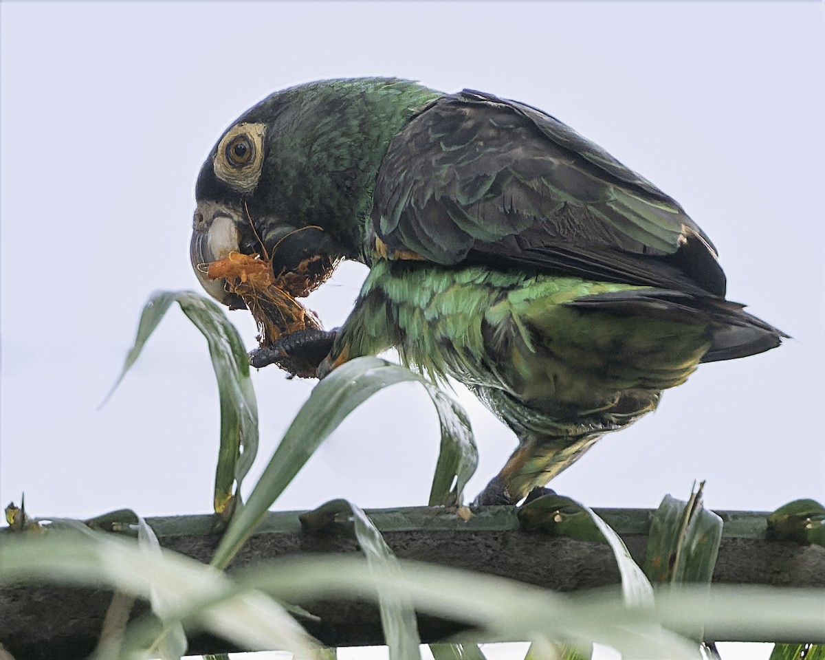 Red-fronted Parrot (Guinean) - ML634546220