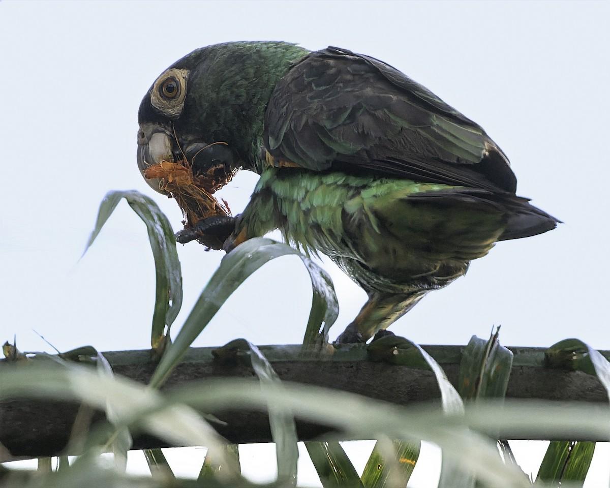Red-fronted Parrot (Guinean) - ML634546221