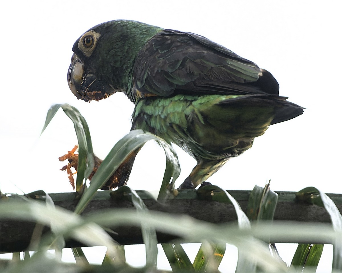 Red-fronted Parrot (Guinean) - ML634546222