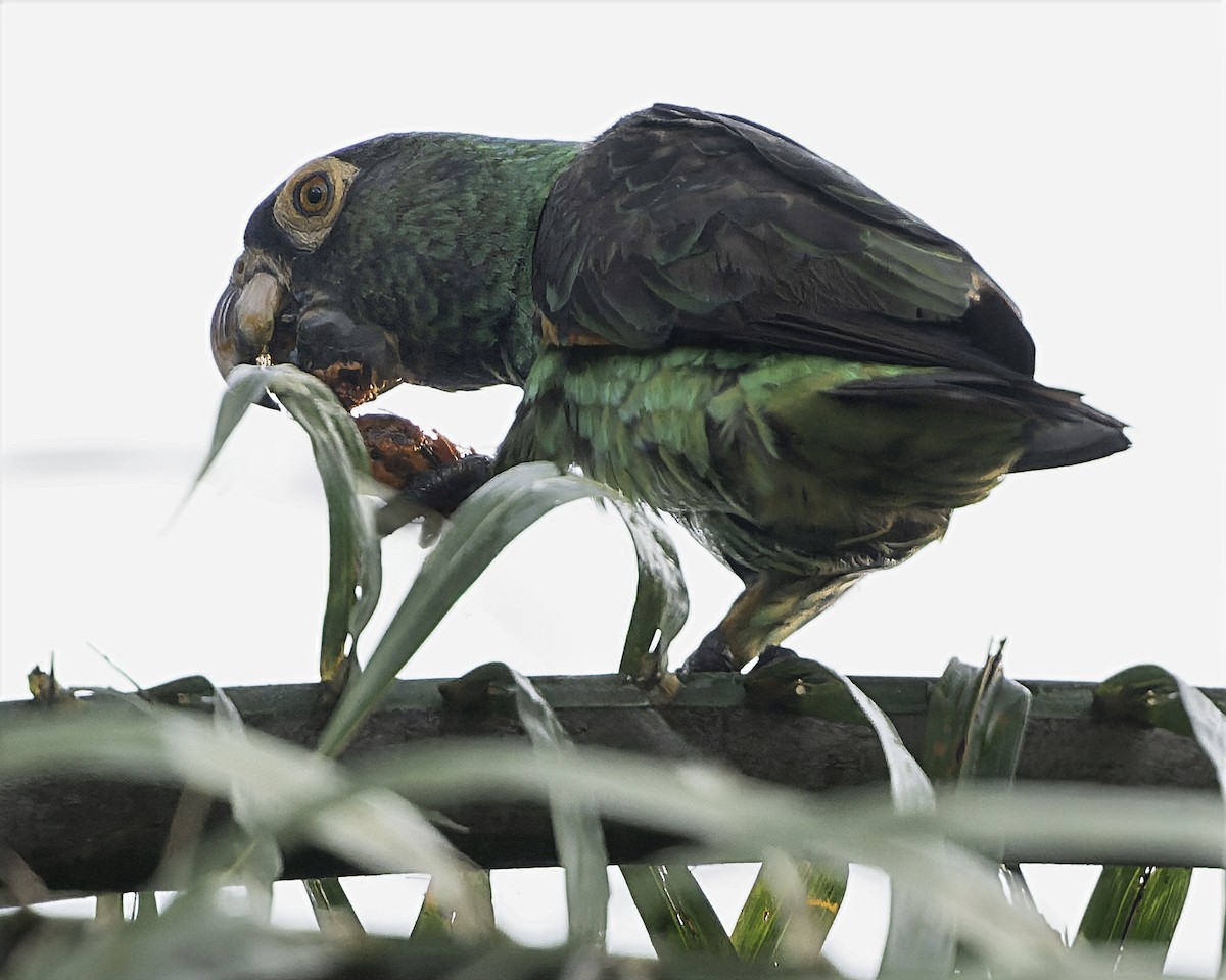 Red-fronted Parrot (Guinean) - ML634546224