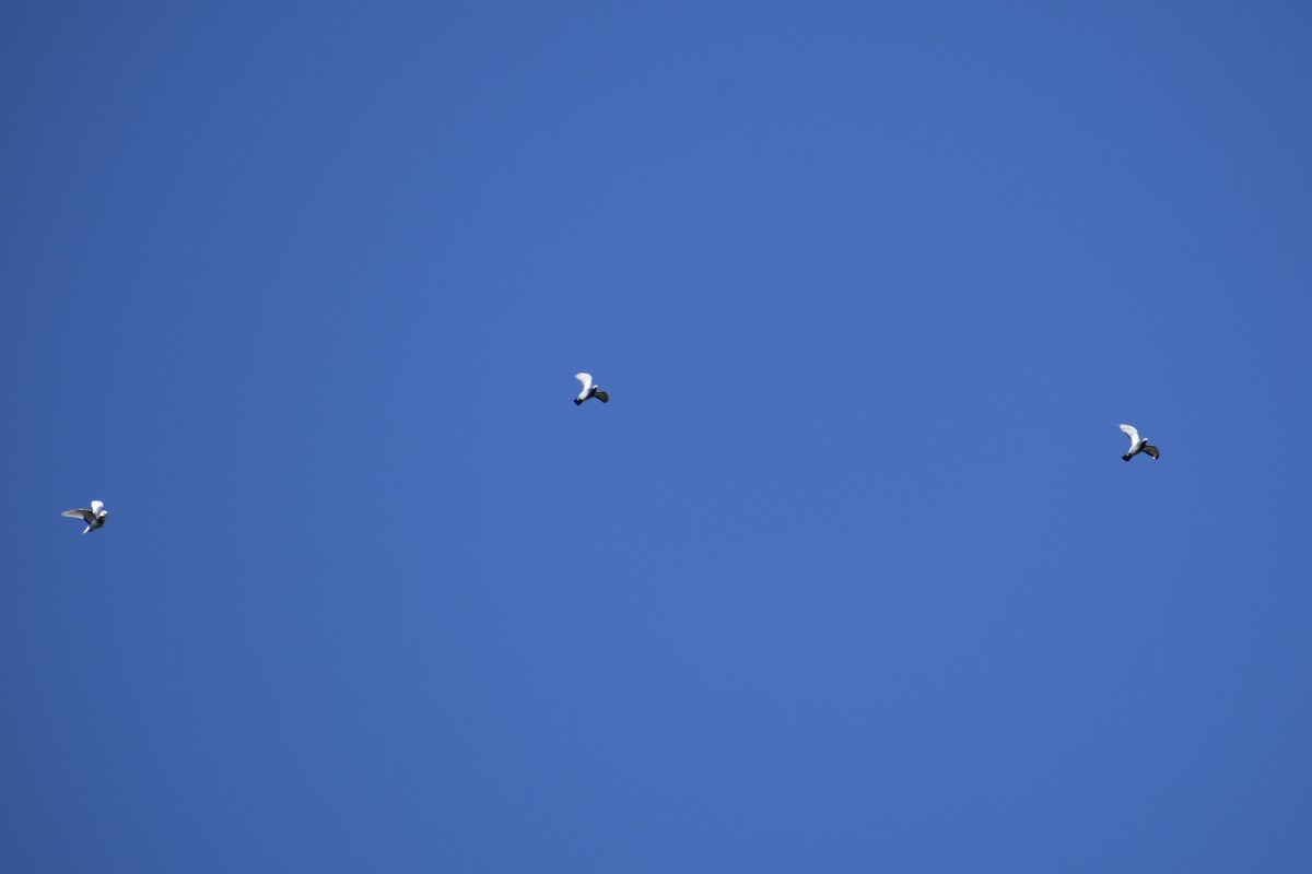 Kaya Güvercini (evcil tip) - ML634546340