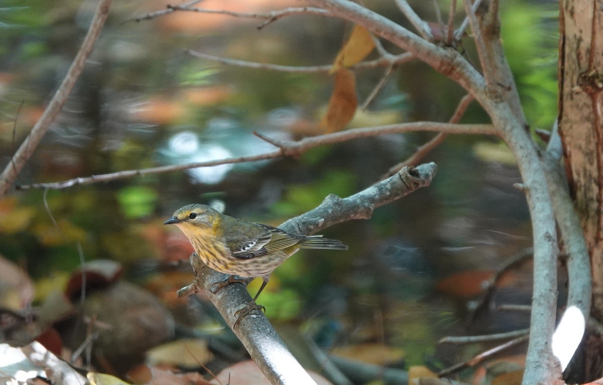 Yellow-rumped Warbler - ML634546382
