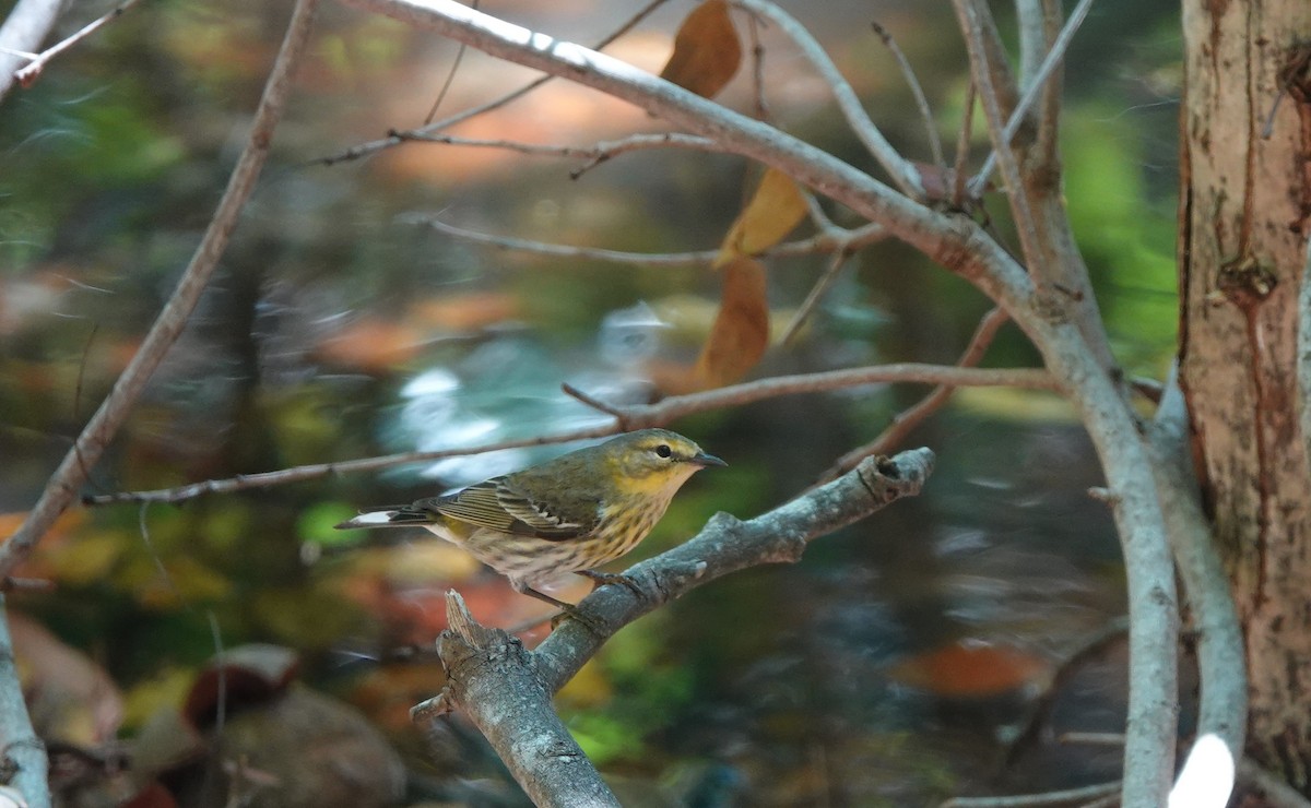Yellow-rumped Warbler - ML634546386