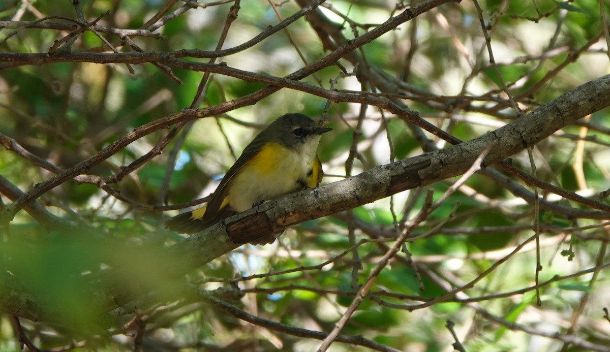 Northern Parula - ML634546397