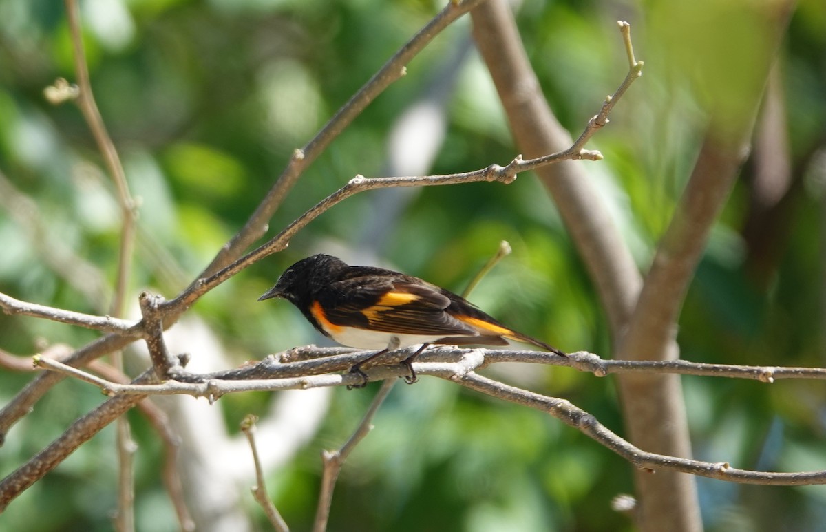 American Redstart - ML634546403