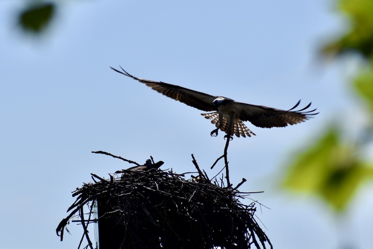 Balık Kartalı - ML634546416