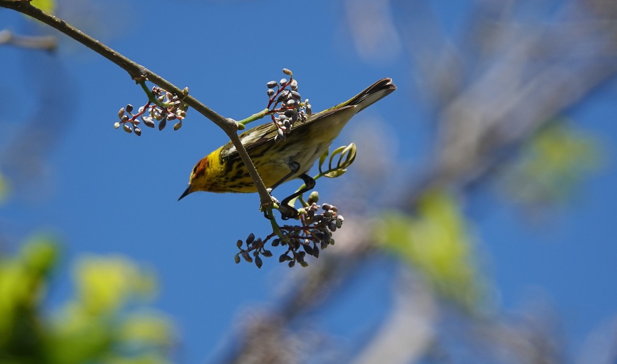 Cape May Warbler - ML634546417