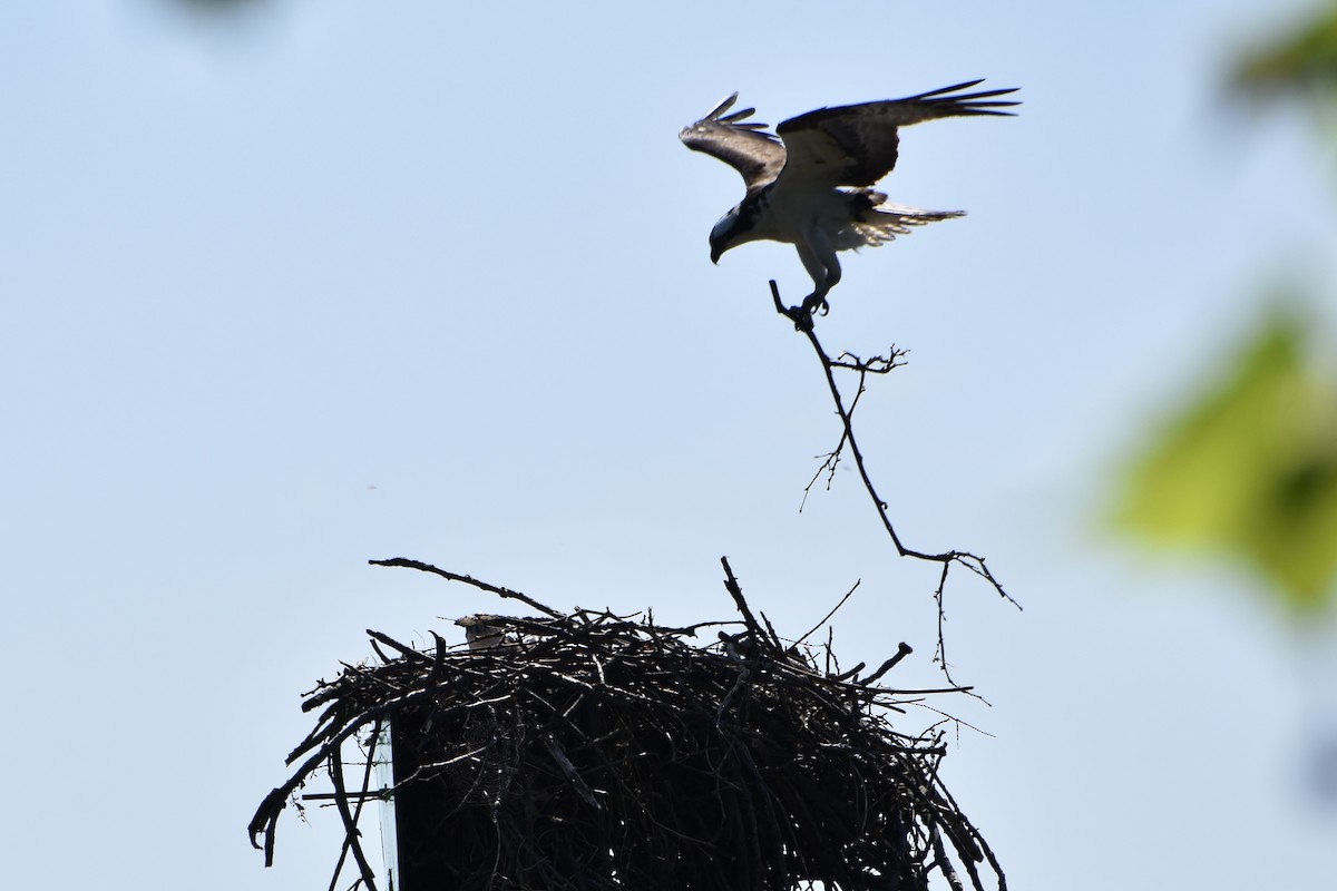 Balık Kartalı - ML634546445