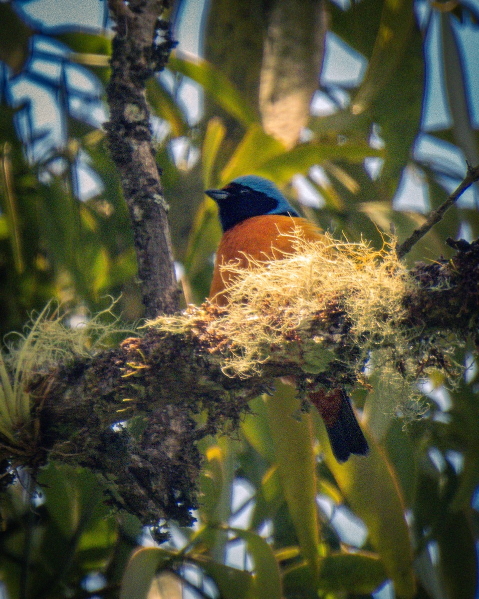 Elegant Euphonia - ML634546496