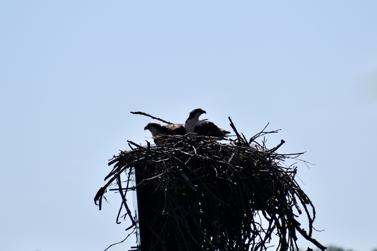 Balık Kartalı - ML634546508