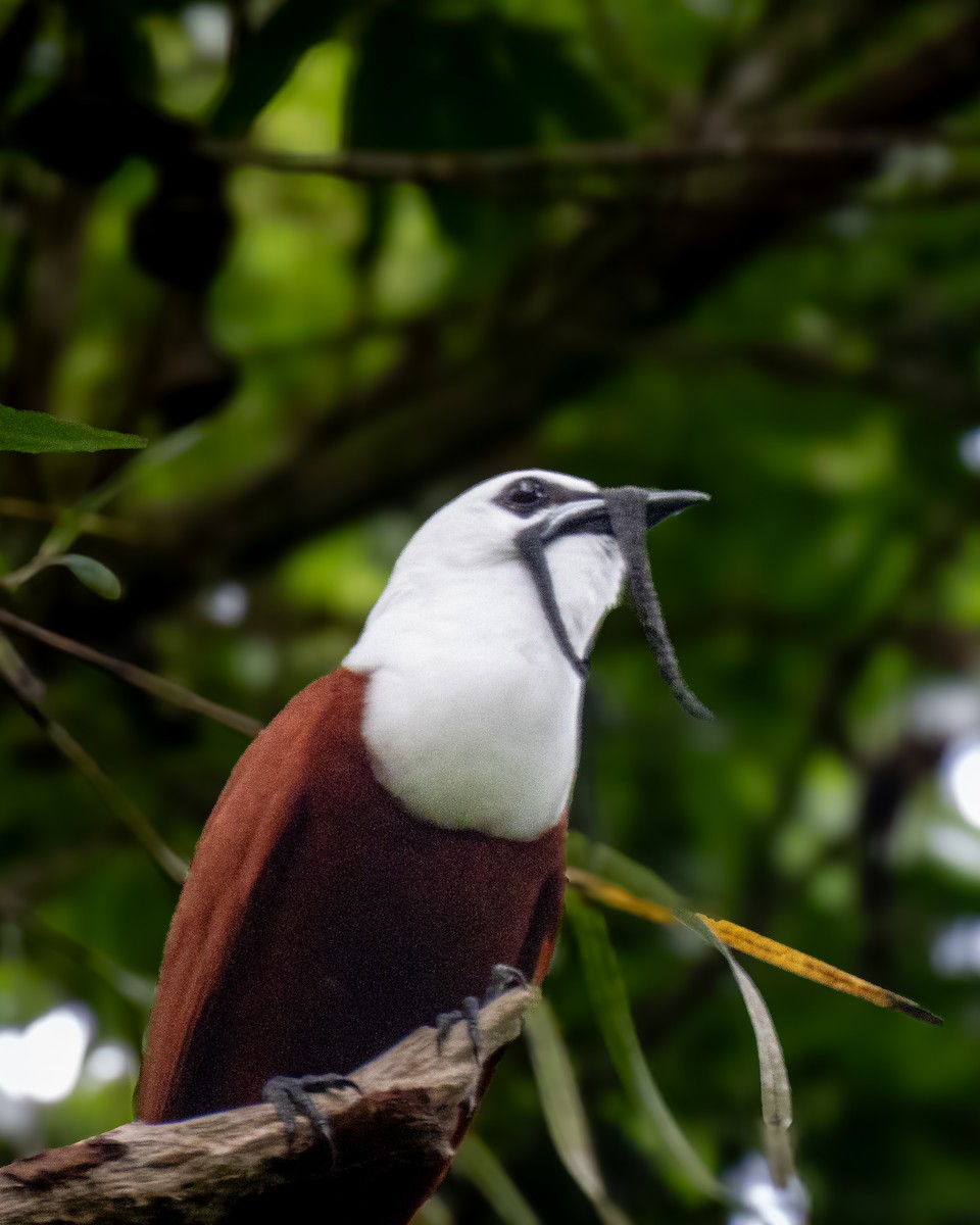 Three-wattled Bellbird - ML634546537