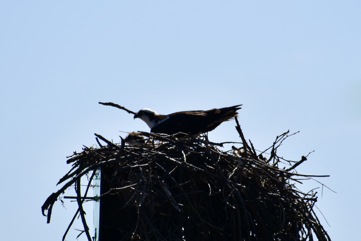 Balık Kartalı - ML634546543