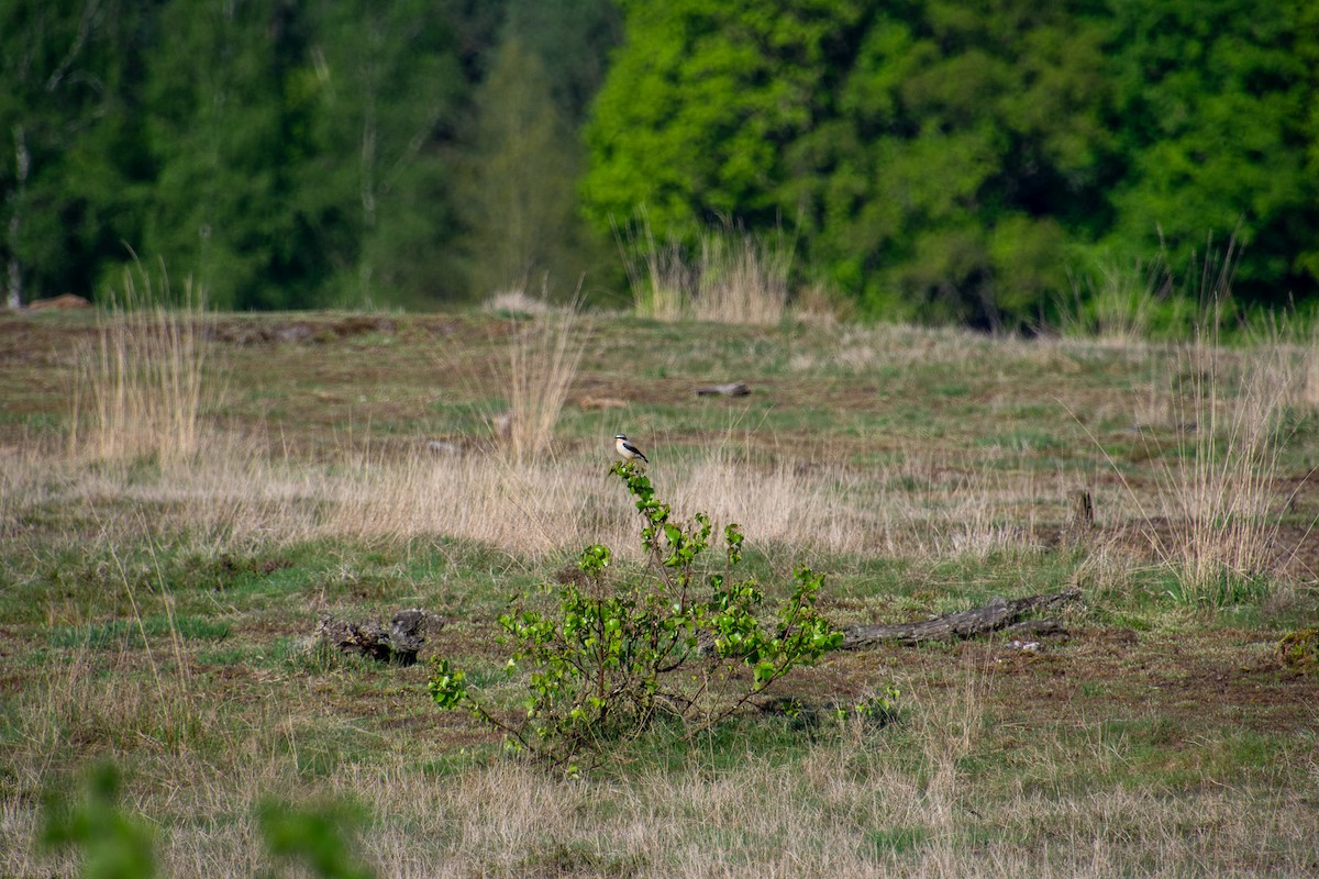 Northern Wheatear - ML634546544