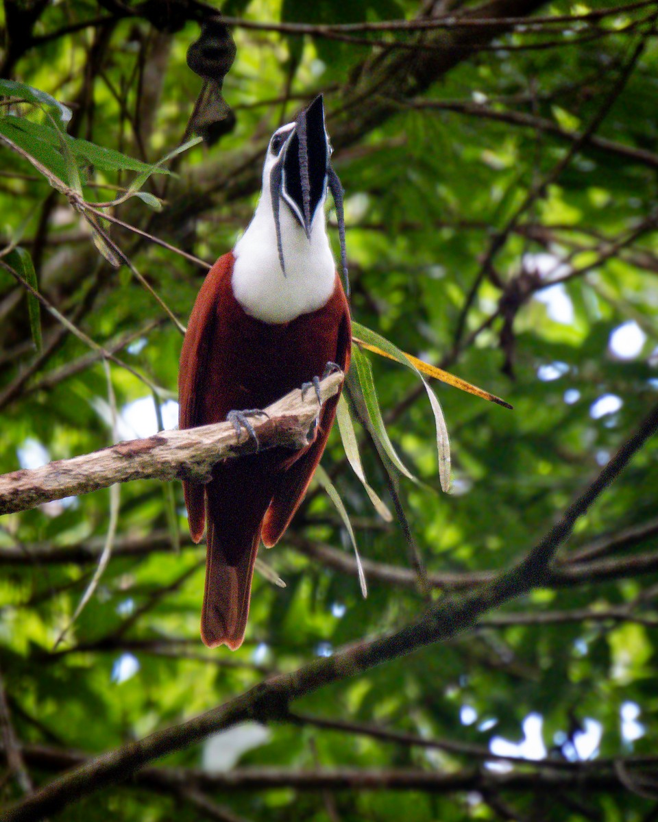 Three-wattled Bellbird - ML634546549
