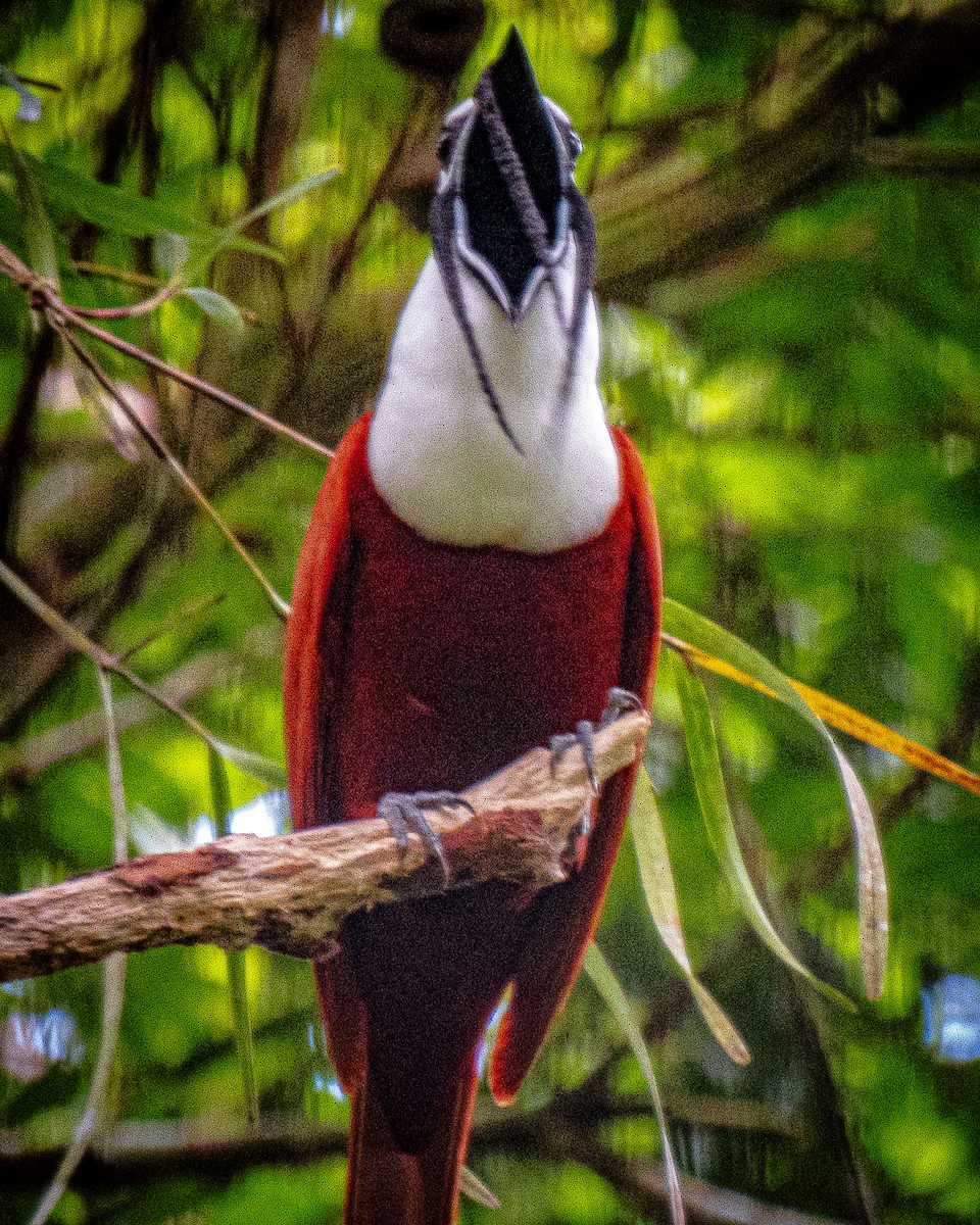 Araponga tricaronculé - ML634546567