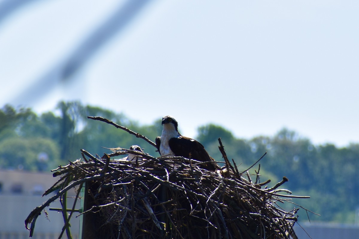 Balık Kartalı - ML634546577