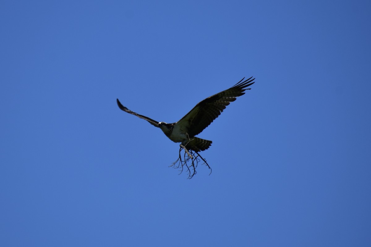 Balık Kartalı - ML634546738