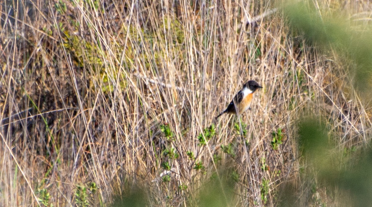 European Stonechat - ML634546742