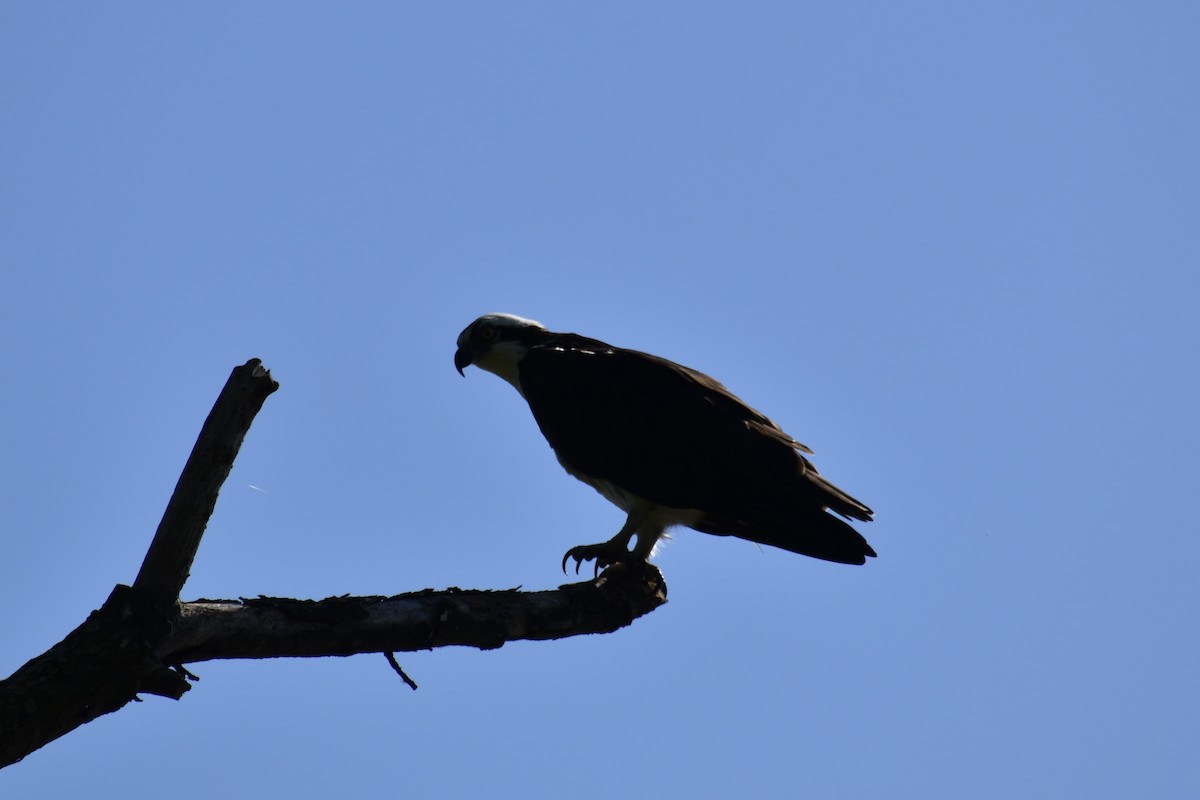 Balık Kartalı - ML634546766