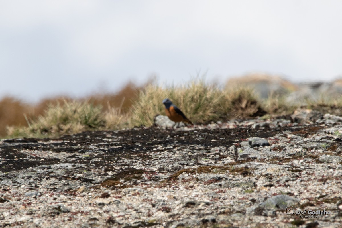 Rufous-tailed Rock-Thrush - ML634546778