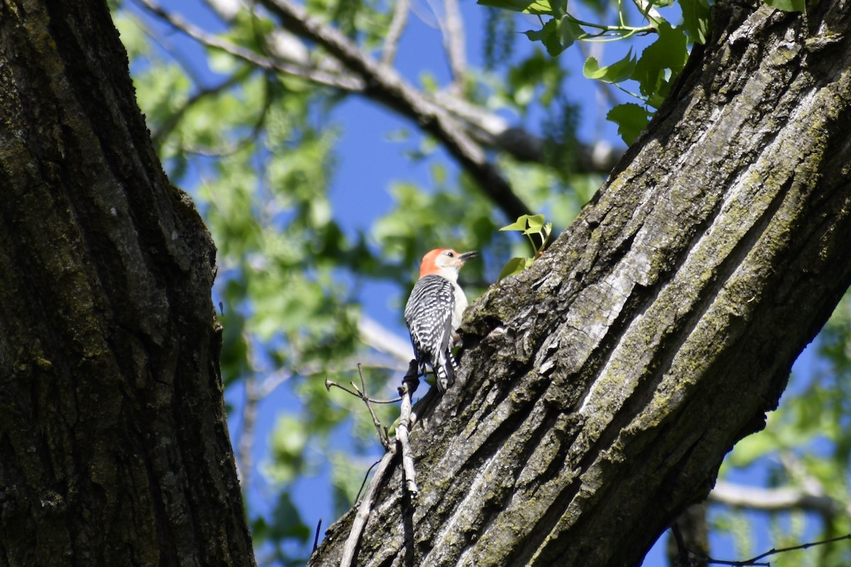Kızılca Karınlı Ağaçkakan - ML634546793