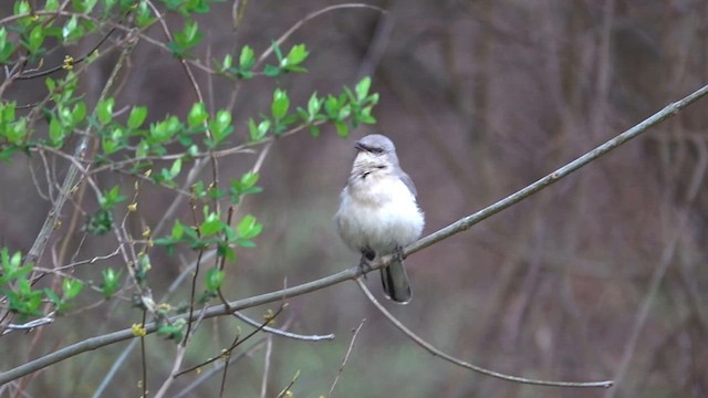 sangspottefugl - ML634546804